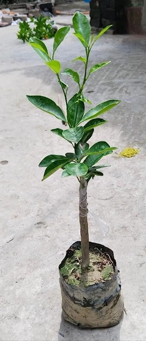 Pell_Sweet_Orange_Plant_|_Grafted_And_Hybrid_Plants