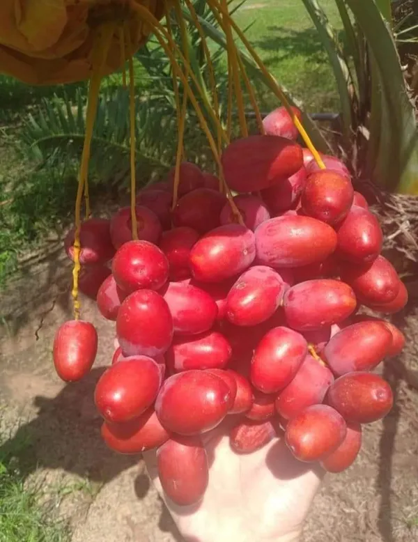Date_Plum_Deglet_Variety_Tree