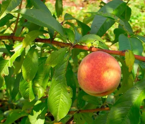 Peach_Dwarf_Plant_|_Grafted_And_Hybrid_Plants_(2-2.5_Feet_Height)