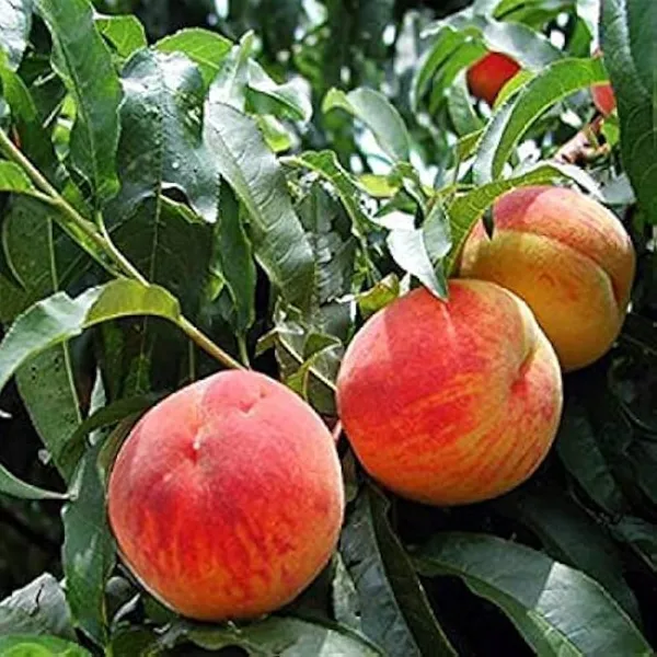 Peach_Dwarf_Plant_|_Grafted_And_Hybrid_Plants_(2-2.5_Feet_Height)