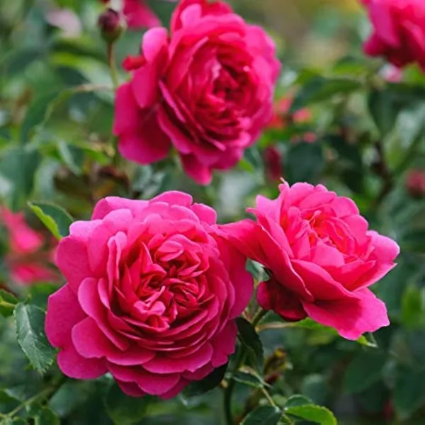 Double_Dark_Pink_Roses_Flower_Plant