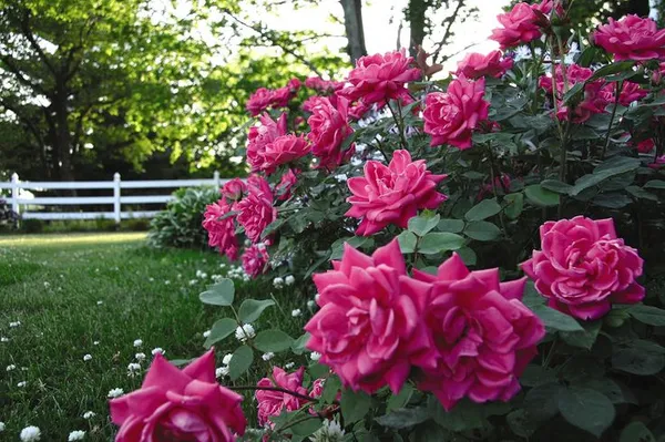 Double_Dark_Pink_Roses_Flower_Plant