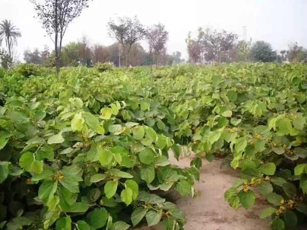 Falsa_Fruit_Plant_|_Grafted_And_Hybrid_Plants