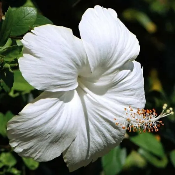 Hibiscus_Plant(White)_Live_Plant_For_Home_Garden