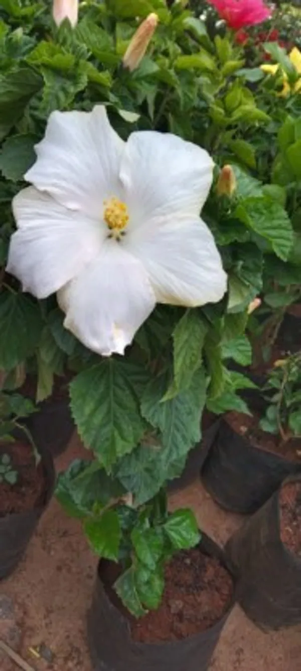 Hibiscus_Plant(White)_Live_Plant_For_Home_Garden