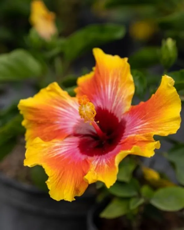 Australian_Hibiscus_Plant_(Red_And_Yellow)_For_Home_Garden