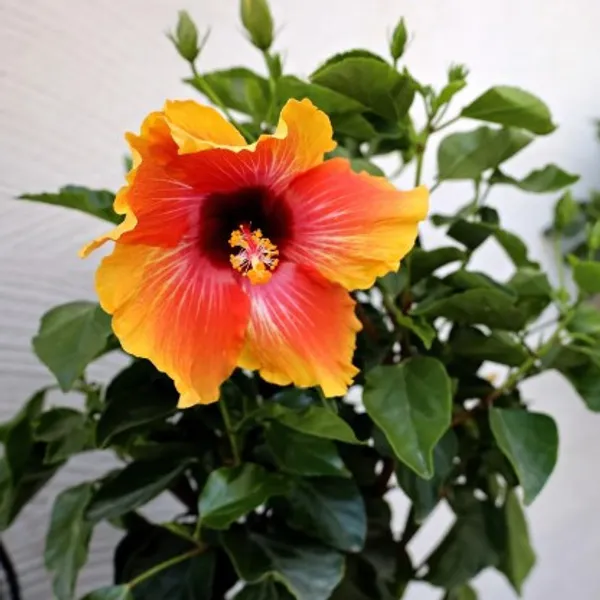 Australian_Hibiscus_Plant_(Red_And_Yellow)_For_Home_Garden