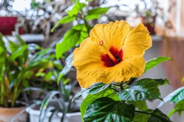 Australian_Hibiscus_Plant_(Red_And_Yellow)_For_Home_Garden