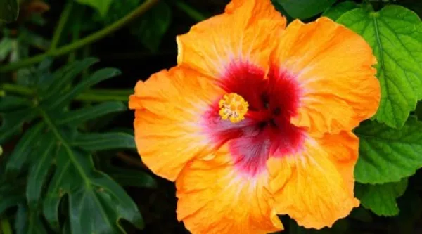 Australian_Hibiscus_Plant_(Red_And_Yellow)_For_Home_Garden