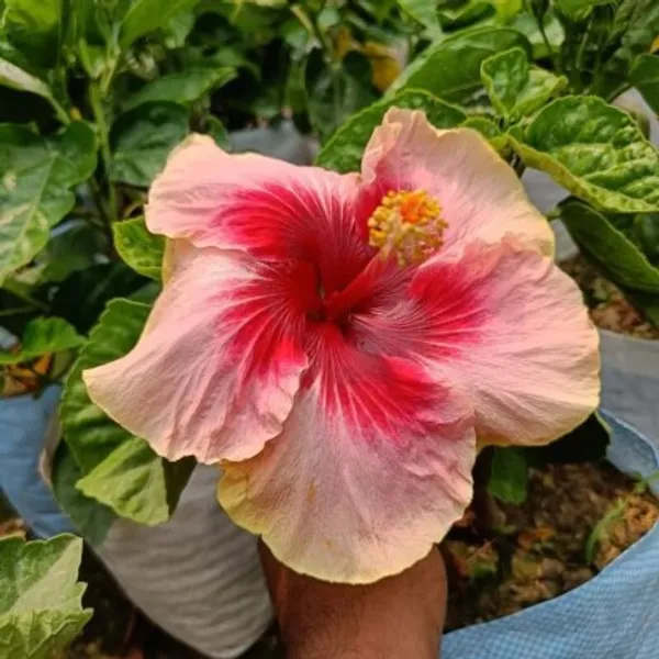 Australian_Hibiscus_Plant(Red_And_Pink)_Plant_For_Home_Garden