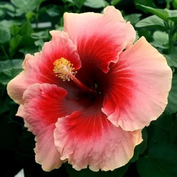 Australian_Hibiscus_Plant(Red_And_Pink)_Plant_For_Home_Garden