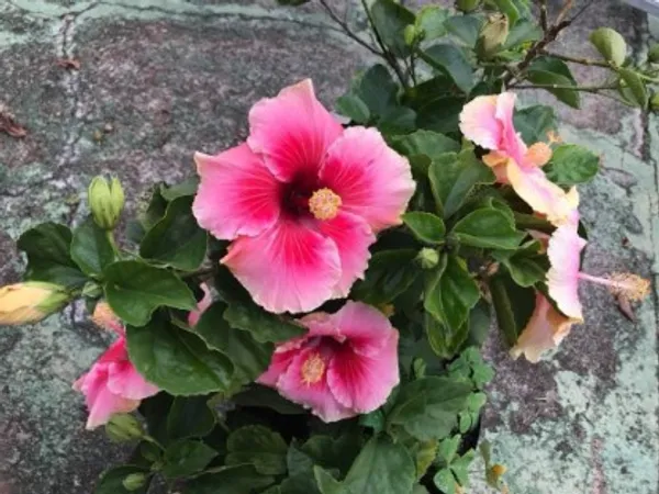 Australian_Hibiscus_Plant(Red_And_Pink)_Plant_For_Home_Garden