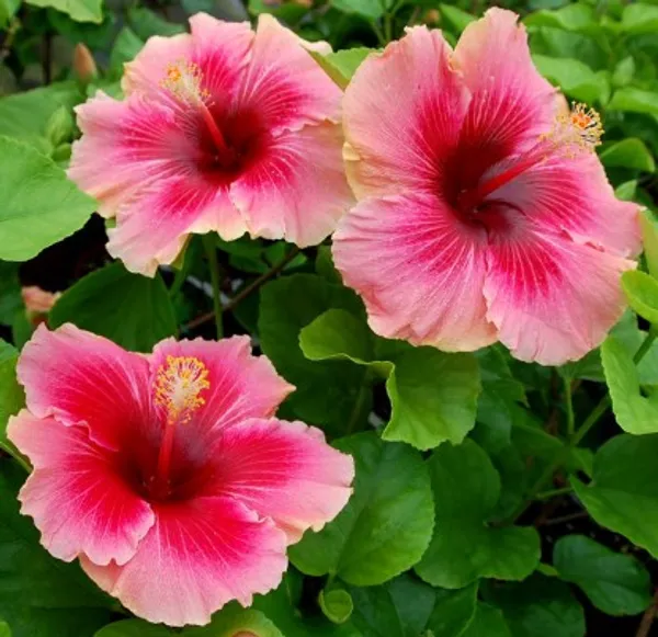 Australian_Hibiscus_Plant(Red_And_Pink)_Plant_For_Home_Garden