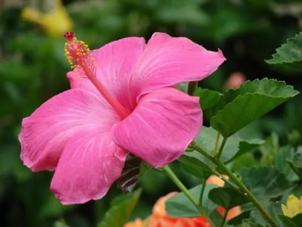 Hibiscus_Flower_Plant(Pink)_Plant_For_Home_Garden