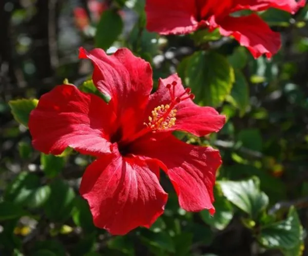 Hibiscus_Flower_Plant(Red)_Live_Plant_For_Home_Garden