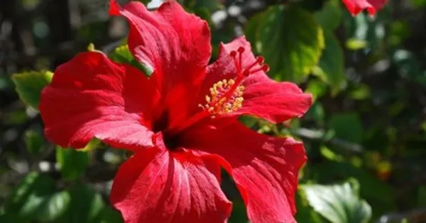 Hibiscus_Flower_Plant(Red)_Live_Plant_For_Home_Garden