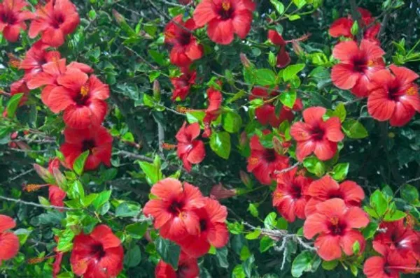 Hibiscus_Flower_Plant(Red)_Live_Plant_For_Home_Garden
