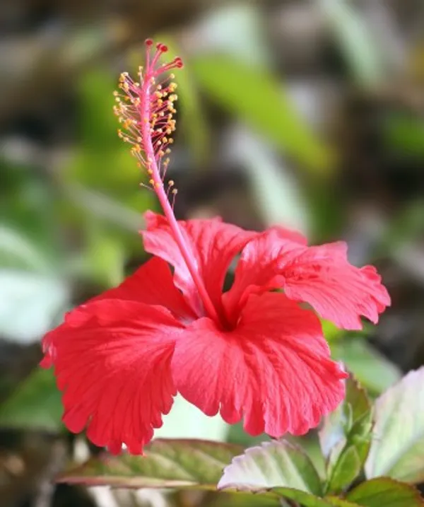 Hibiscus_Flower_Plant(Red)_Live_Plant_For_Home_Garden