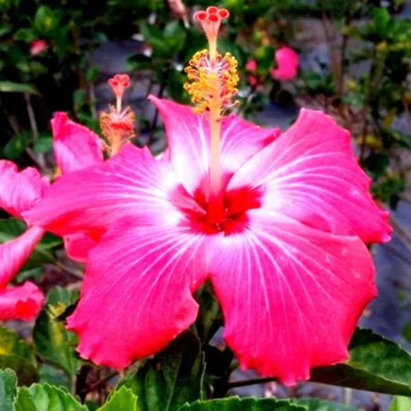 Australian_Hibiscus_Plant(Pink_And_White)_Plant_For_Home_Garden