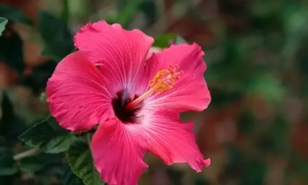 Australian_Hibiscus_Plant(Pink_And_White)_Plant_For_Home_Garden