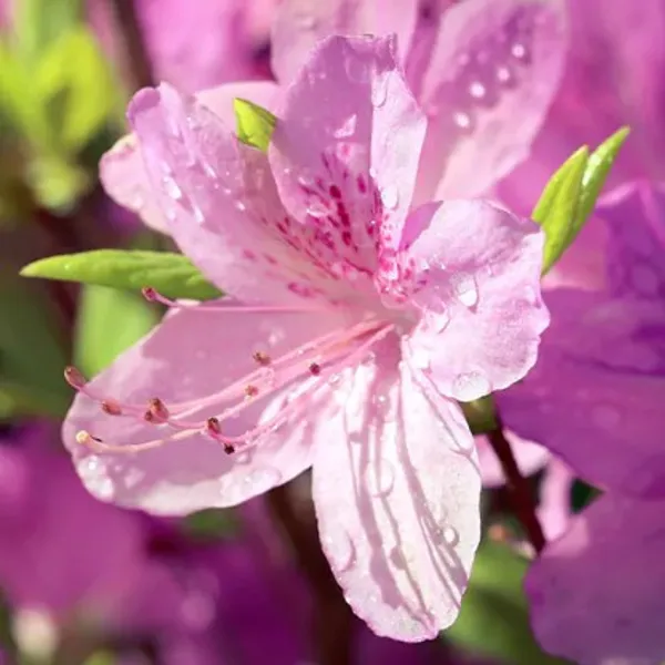 Azelea_Flower_Plant(Pink)_Live_Plant_For_Home_Garden