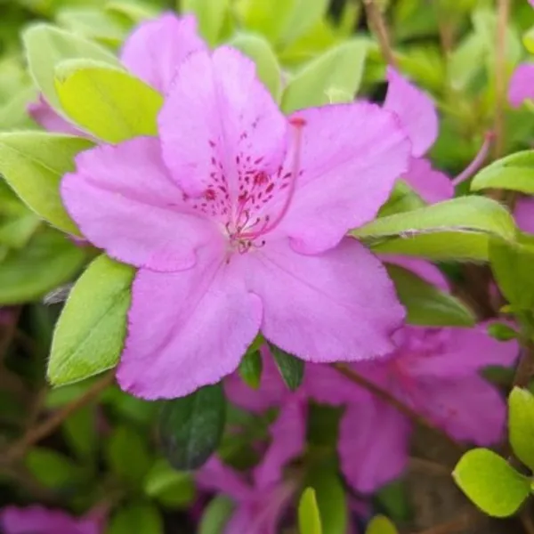 Azelea_Flower_Plant(Pink)_Live_Plant_For_Home_Garden
