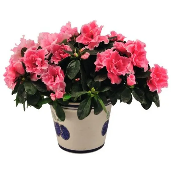 Azalea_Flower_Plant(Deep_Pink)_Live_Plant_For_Home_Garden