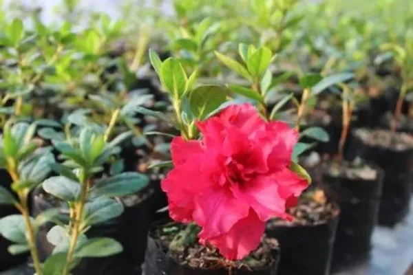 Azalea_Flower_Plant(Deep_Pink)_Live_Plant_For_Home_Garden