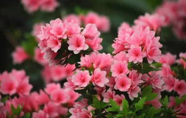 Azalea_Flower_Plant(Deep_Pink)_Live_Plant_For_Home_Garden