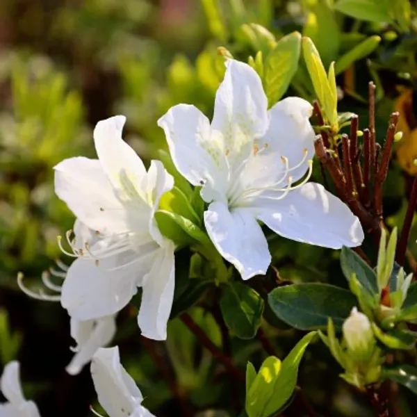 Azalea_Flower_Plant(White)_Live_Plant_For_Home_Garden