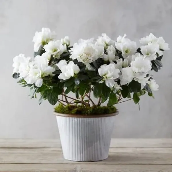 Azalea_Flower_Plant(White)_Live_Plant_For_Home_Garden