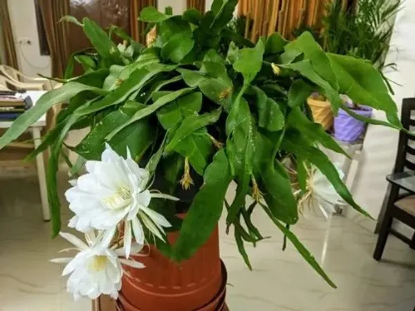 Bramha_Kamal_Flower_Plant_Live_Plant_For_Home_Garden
