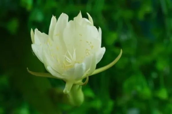 Bramha_Kamal_Flower_Plant_Live_Plant_For_Home_Garden