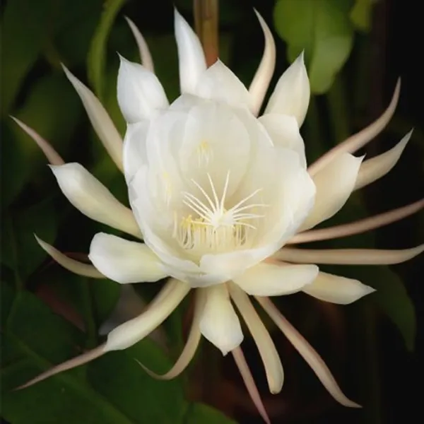 Bramha_Kamal_Flower_Plant_Live_Plant_For_Home_Garden