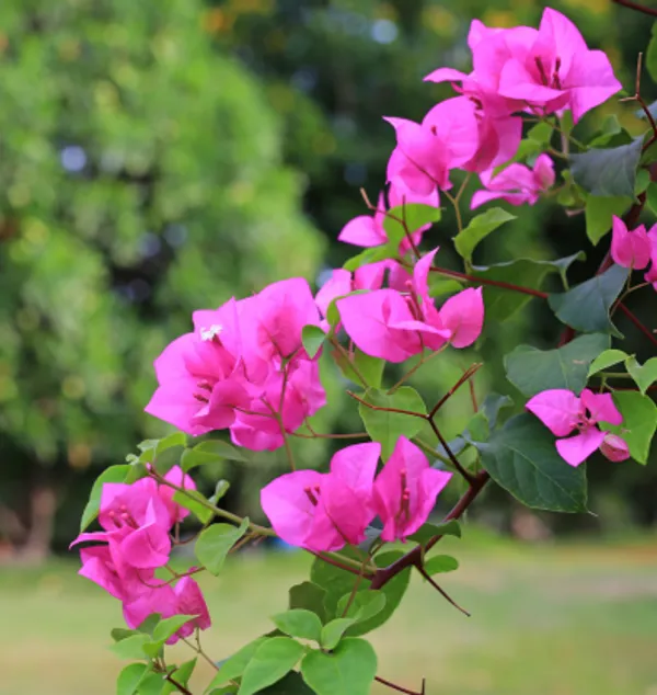 Bougainvillea_Flower_Plant(Purple)_Live_Plant_For_Home_Garden