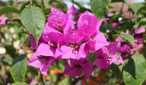 Bougainvillea_Flower_Plant(Purple)_Live_Plant_For_Home_Garden