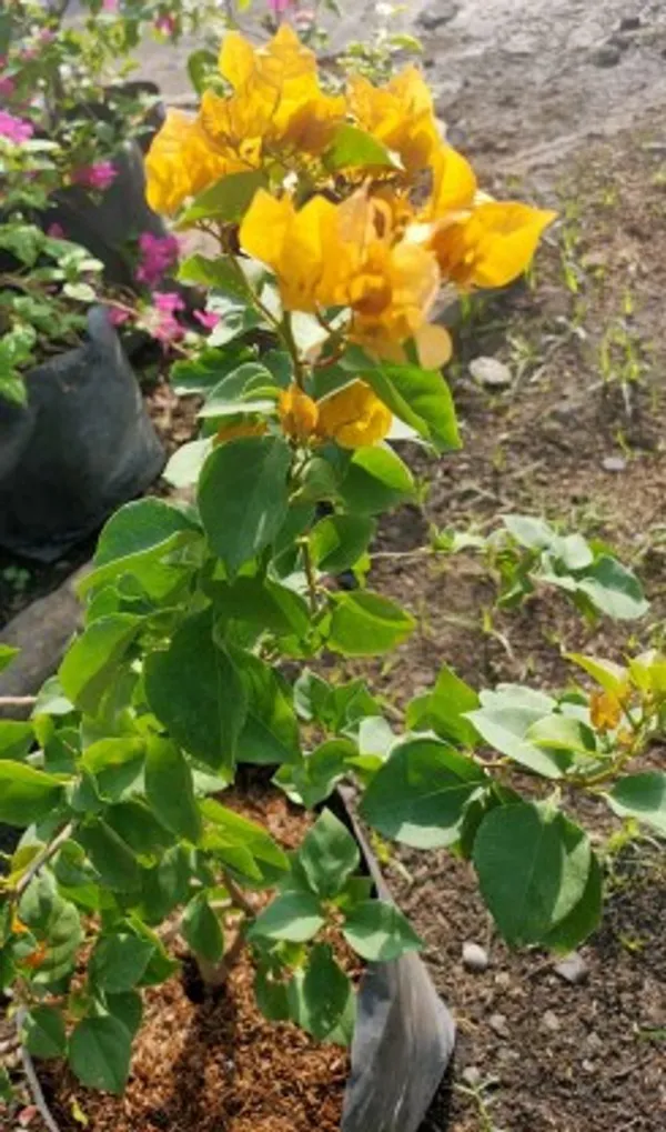 Bougainvillea_Flower_Plant(Yellow)_Live_Plant_For_Home_Garden