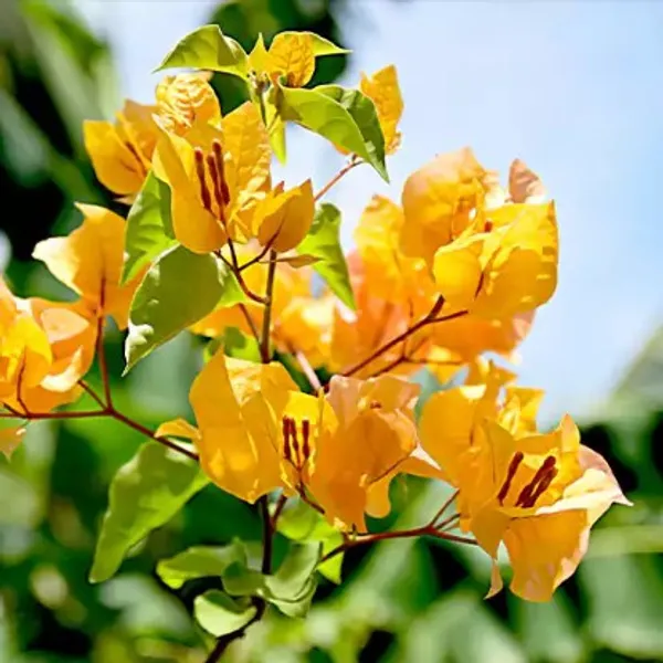 Bougainvillea_Flower_Plant(Yellow)_Live_Plant_For_Home_Garden