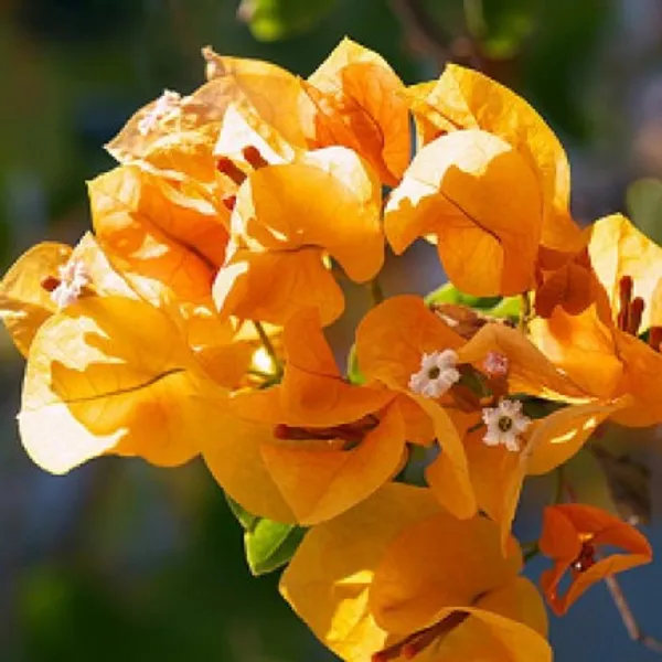 Bougainvillea_Flower_Plant(Yellow)_Live_Plant_For_Home_Garden