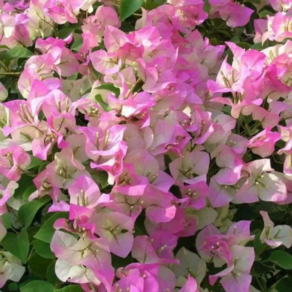 Bougainvillea_Flower_Plant(Pink_And_White)_Live_Plant_For_Home_Garden