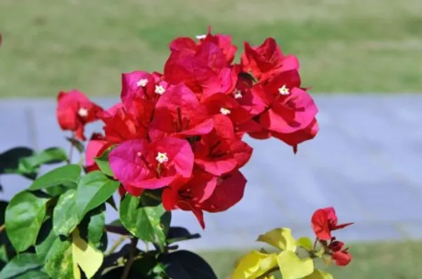Bougainvillea_Flower_Plant(Red)_Plant_For_Home_Garden