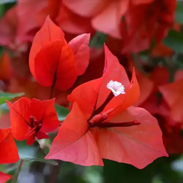 Bougainvillea_Flower_Plant(Red)_Plant_For_Home_Garden