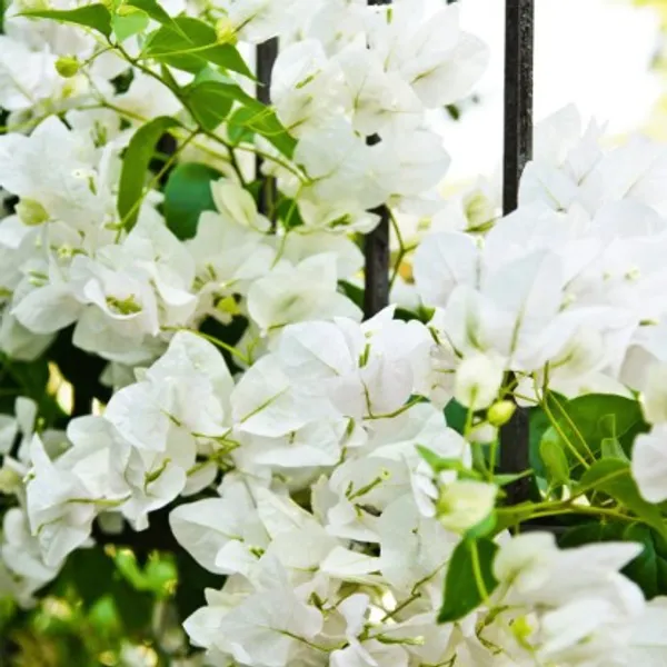 Bougainvillea_Flower_Plant(White)_Live_Plant_For_Home_Garden