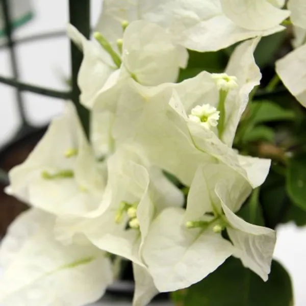 Bougainvillea_Flower_Plant(White)_Live_Plant_For_Home_Garden