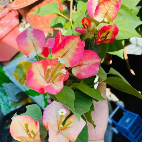 Bougainvillea_Flower_Plant(Chitra)_For_Home_Garden