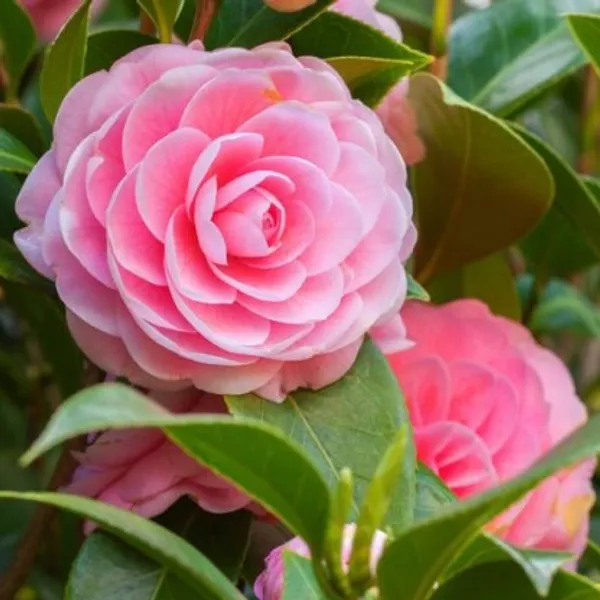 Camellia_Flower_Plant(Pink)_Live_Plant_For_Home_Garden