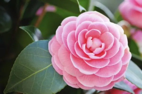 Camellia_Flower_Plant(Pink)_Live_Plant_For_Home_Garden