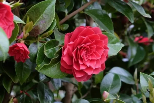 Camellia_Flower_Plant(Red)_For_Home_Garden