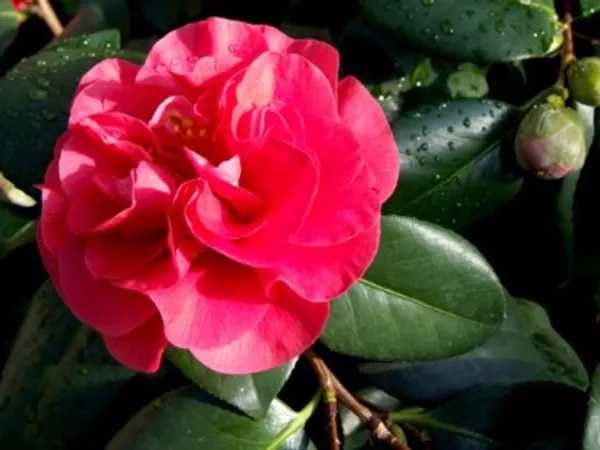 Camellia_Flower_Plant(Red)_For_Home_Garden