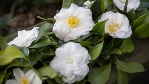 Camellia_Flower_Plant(White)_Live_Plant_For_Home_Garden